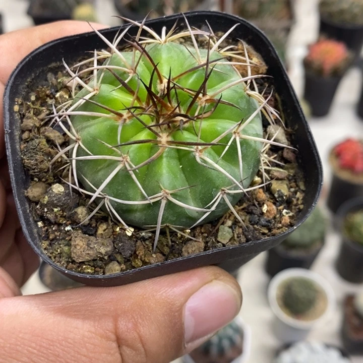 实生圆盘玉特价福利3