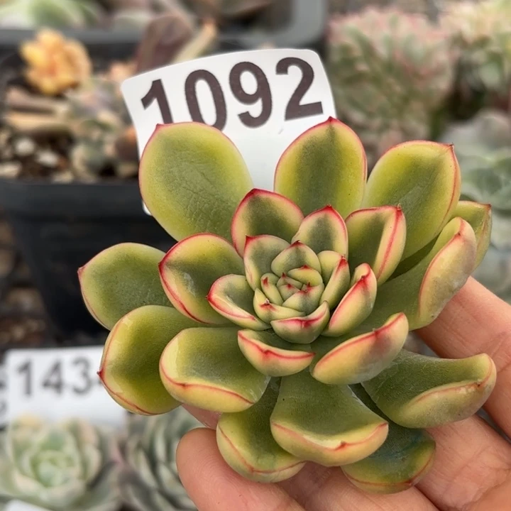 头盖锦满18包邮当场凑单凑不满发顺丰到付