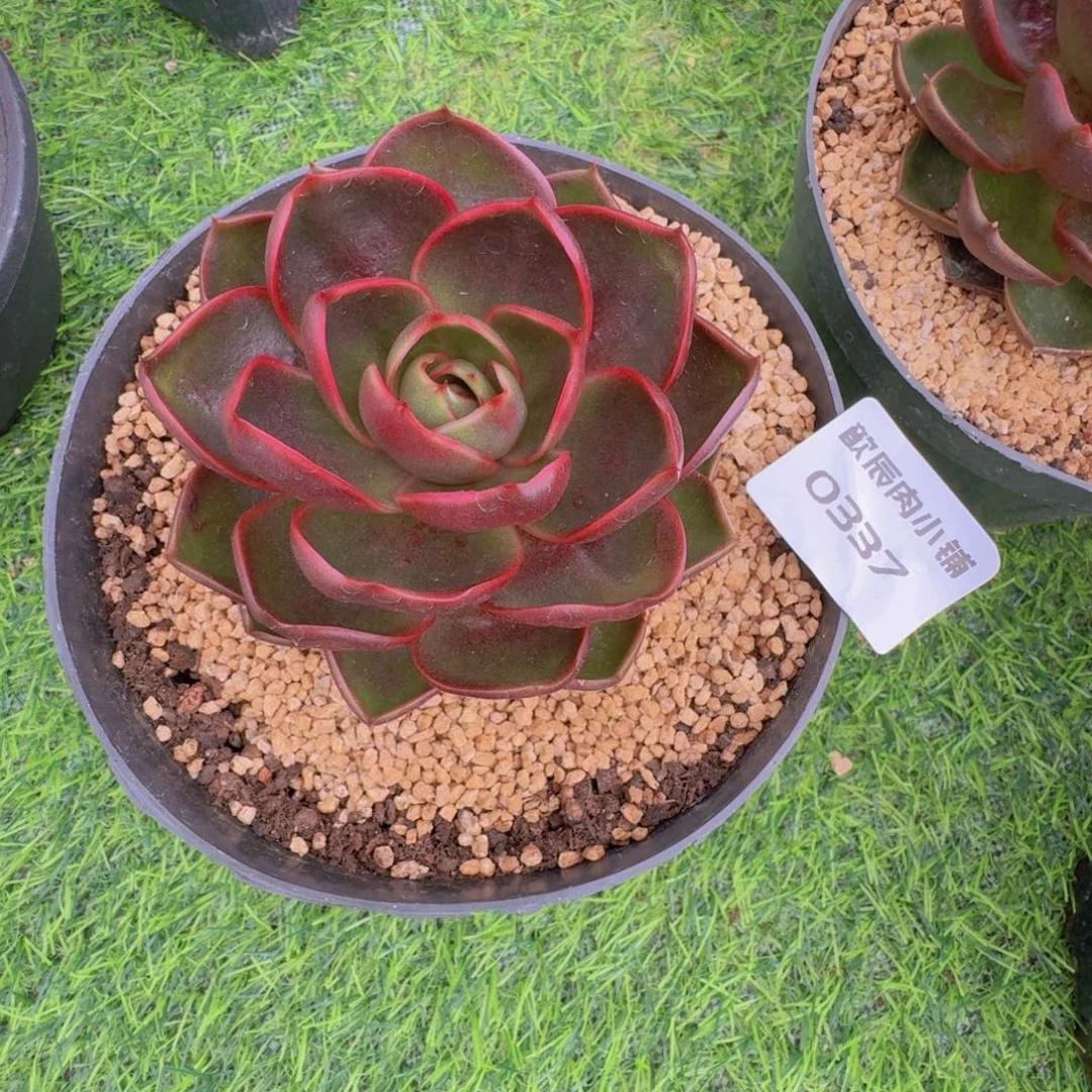 多肉植物红灯单头0337