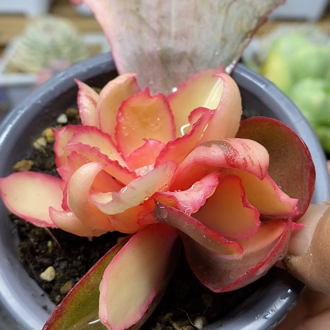 0450 婚纱锦多肉