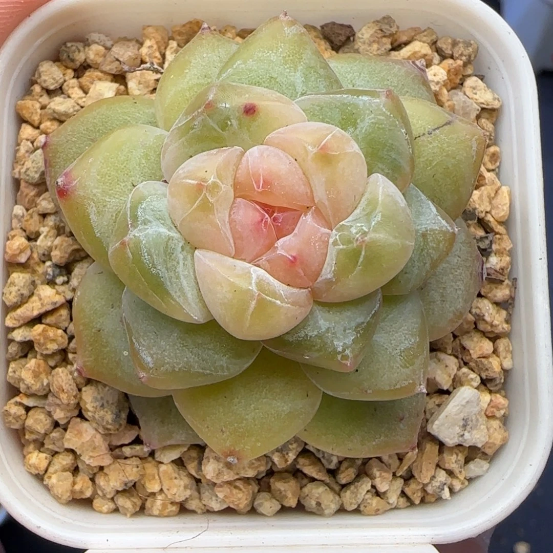 【满29包邮非偏远】032