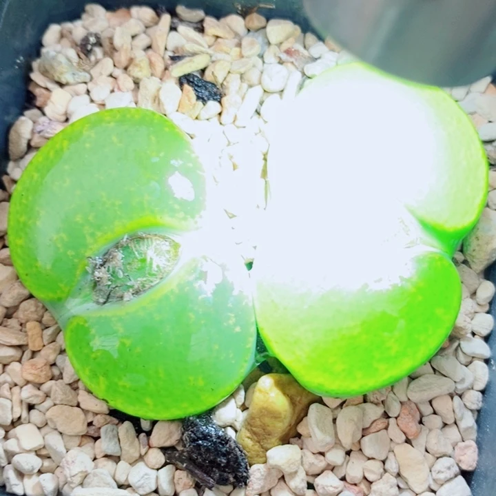生石花花花花花花129