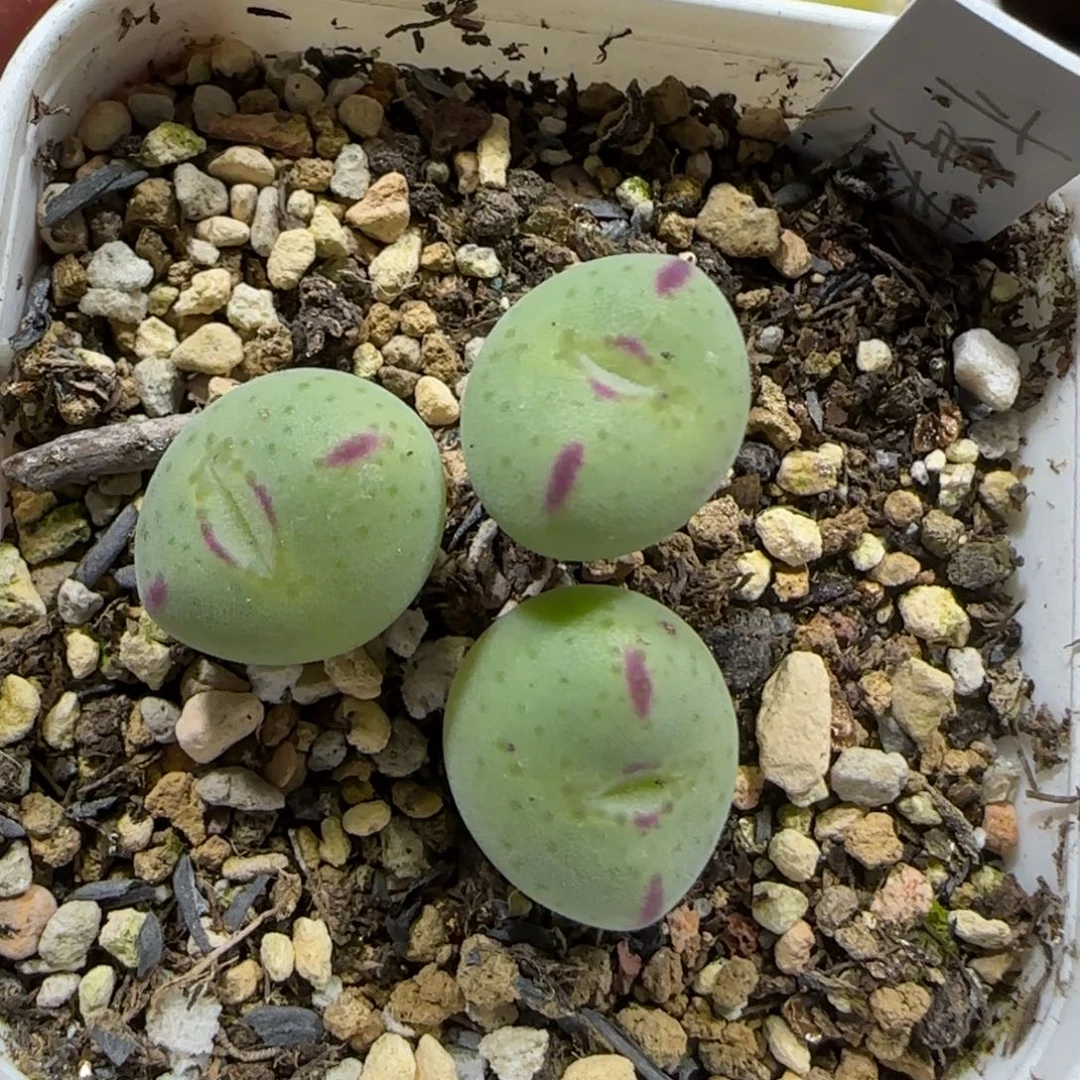 1.3。    梅春玉。    2005