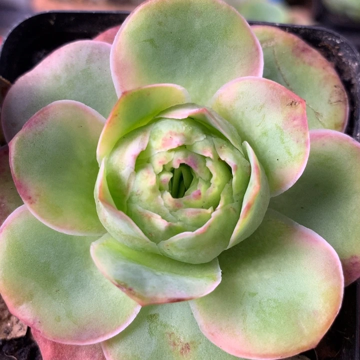 一物一拍紫陌尘173