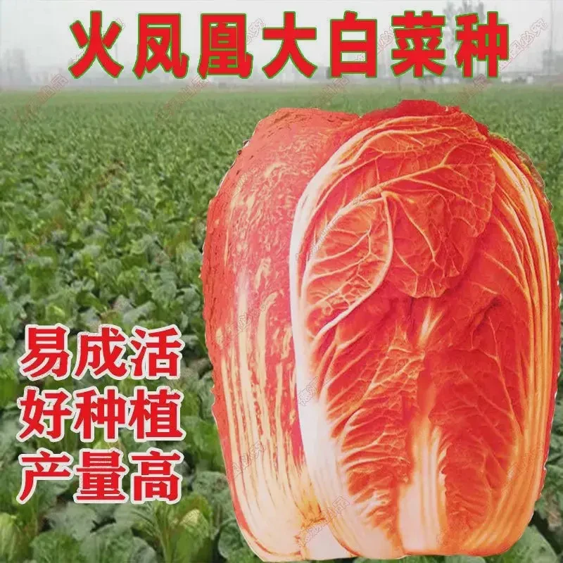 【五袋包邮】火凤凰大白菜种子红白菜籽抗病秋播橘红心种子