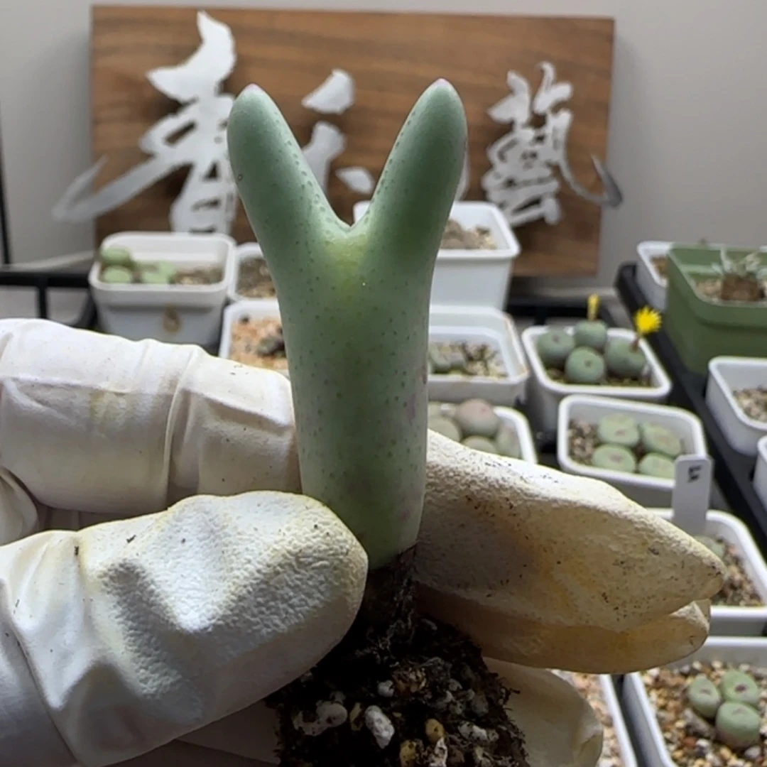 最***°7-8-当天满38包邮皮卡丘