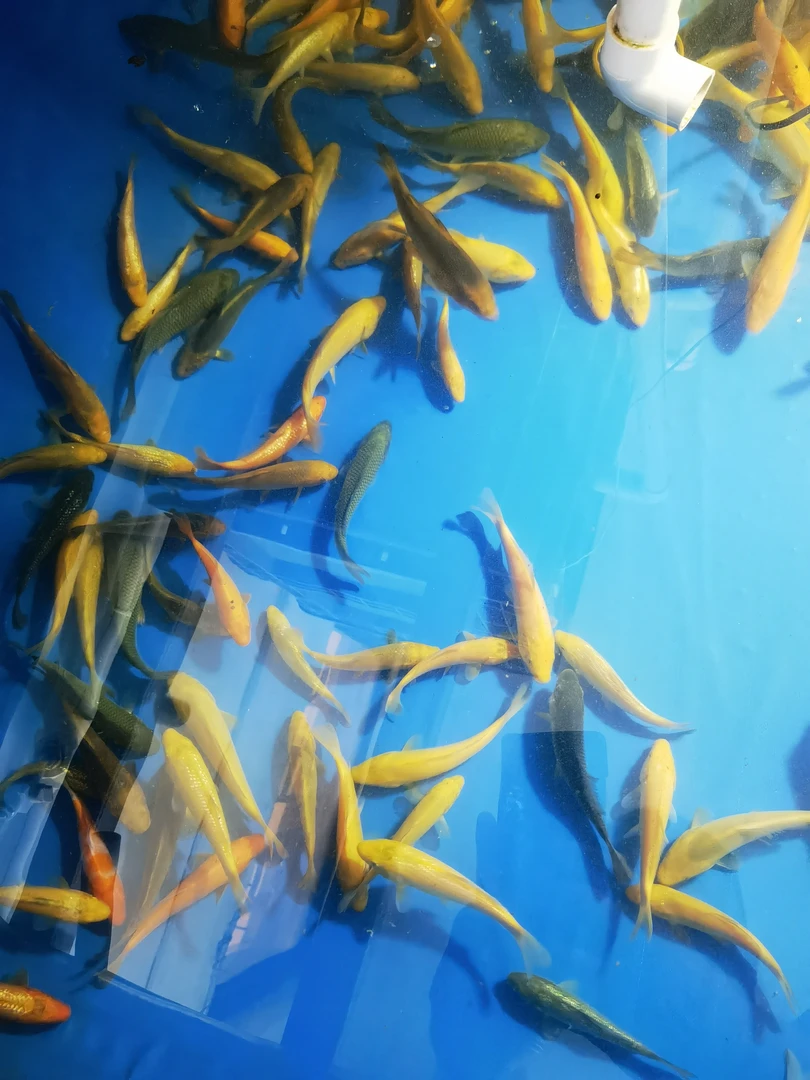 3条茶鲤、黄芥子、闪鳞15公分左右（京东包邮包损）