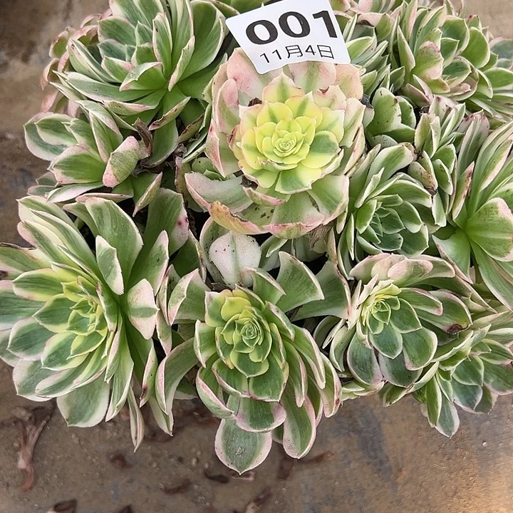 11.4/1海仙多肉植物1