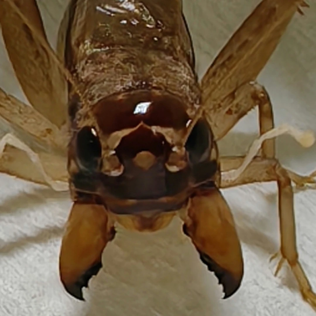 蛐蛐 蟋蟀科 冬版蛐蛐