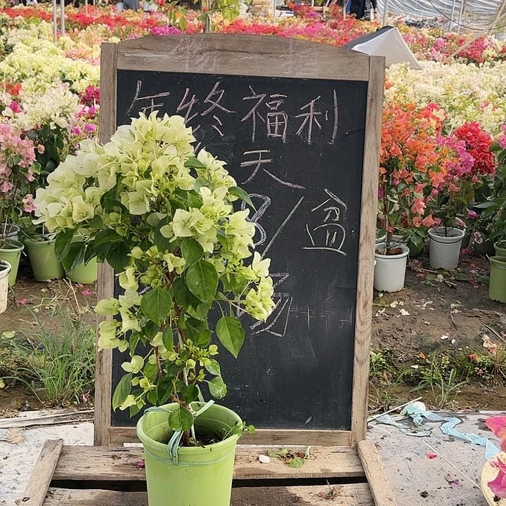 完全开放三角梅暗斑青苹果