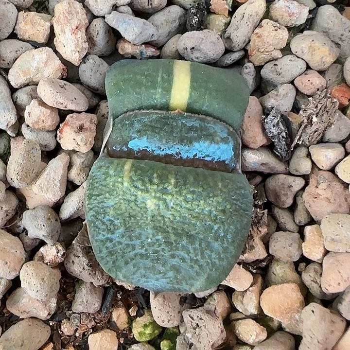 阿波罗实生亚成株一枚