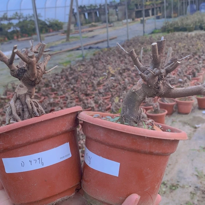 木本植物雀梅盆景