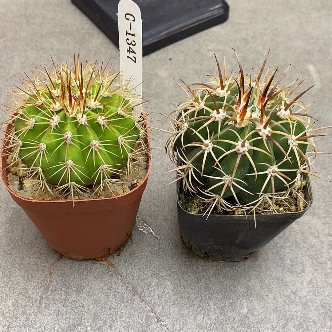 *****G1347花有转盘仙人球