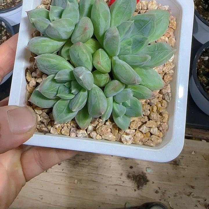 青柠美人6161多肉植物