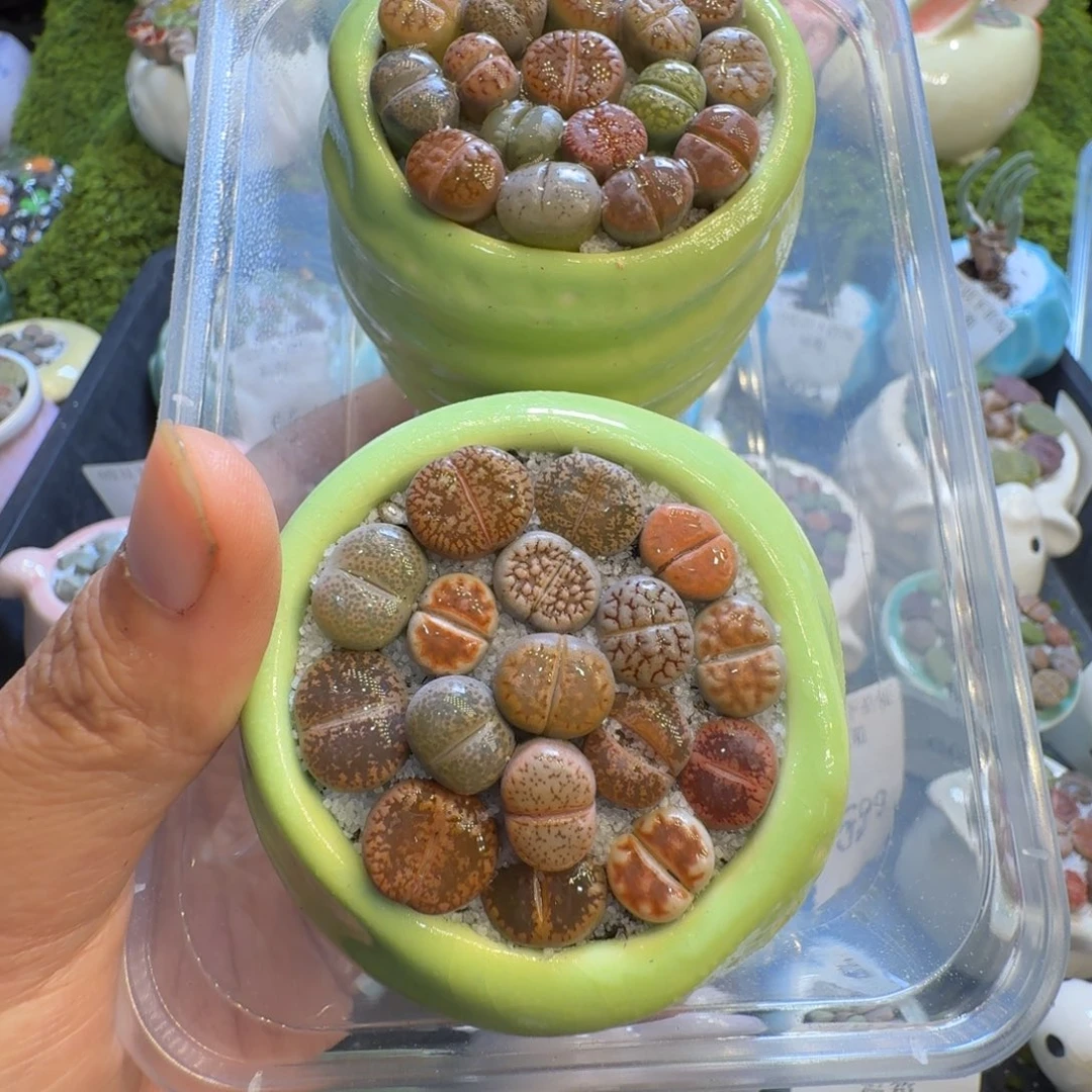 用***6多肉植物福利冲536