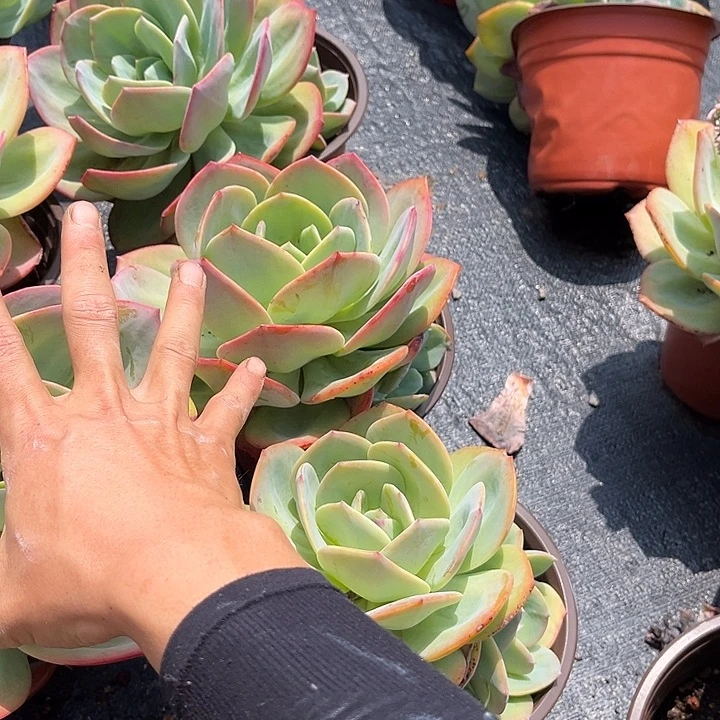 血凤9.99多肉植物精品