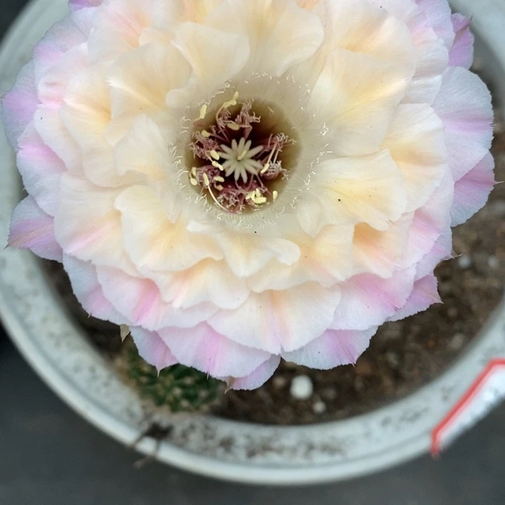 香香仙仙侧芽2.5公分左右微瑕