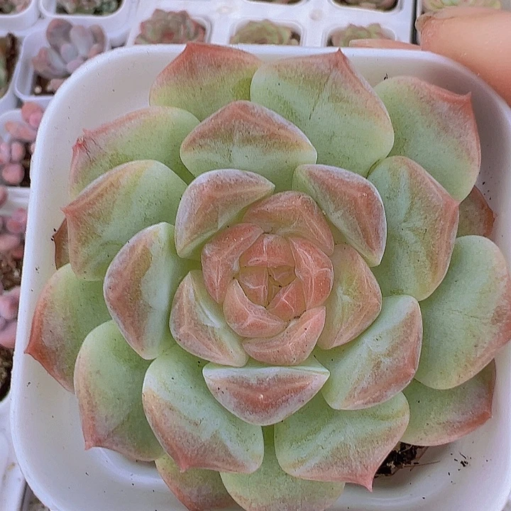 梦幻泡影19包邮多肉