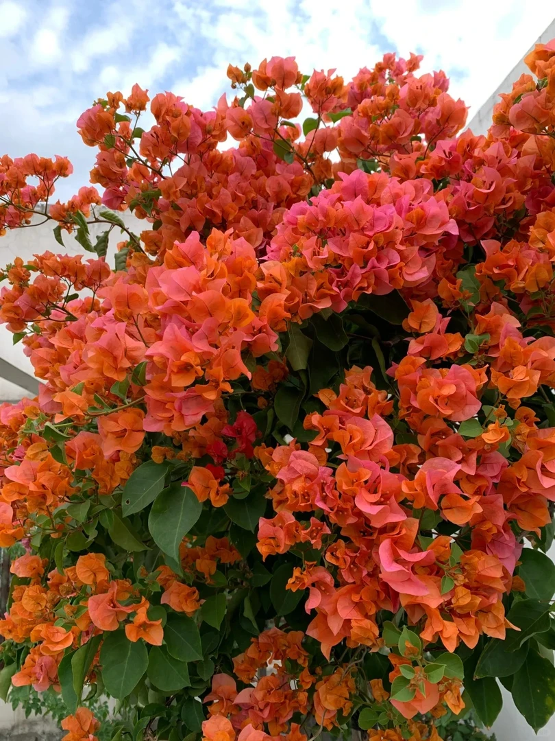 【绿叶橙】会掉花掉叶介意不要拍庭院阳台地栽盆室内室外南