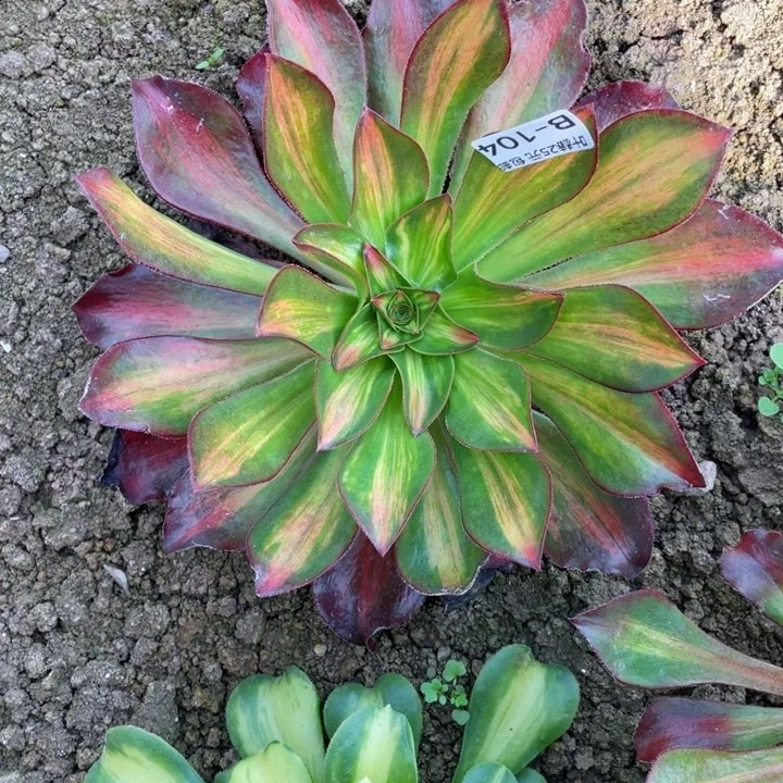 宝***?104魅影中班多肉12345678