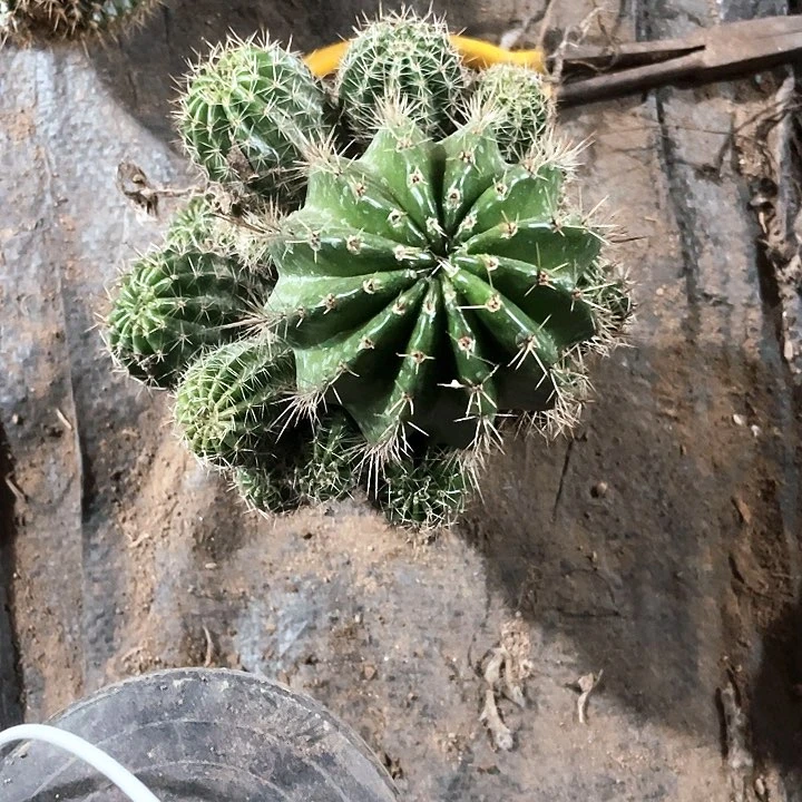 ?**?实生彩草1颗满18包邮