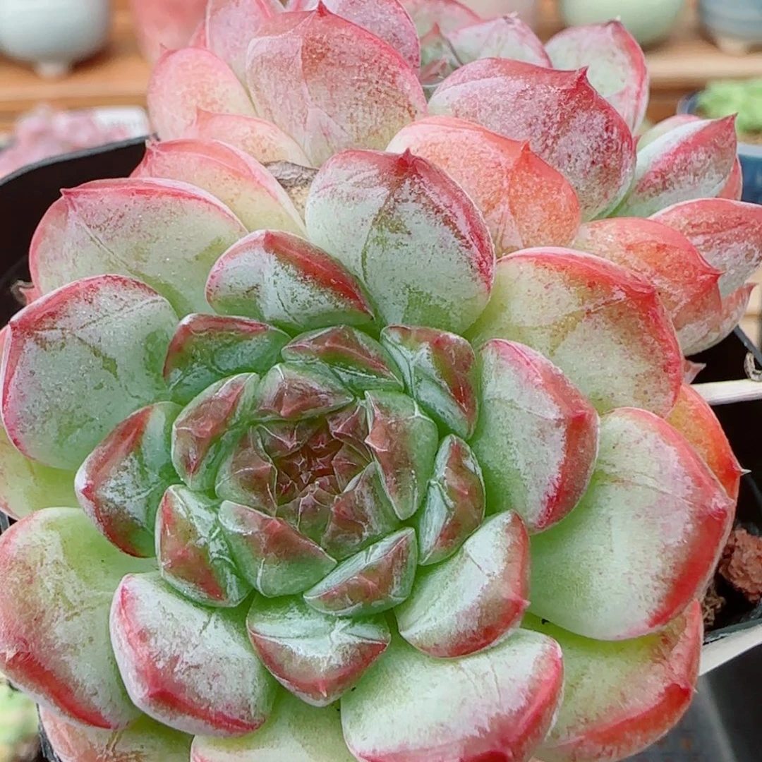 花语逸镜0927-145糖心