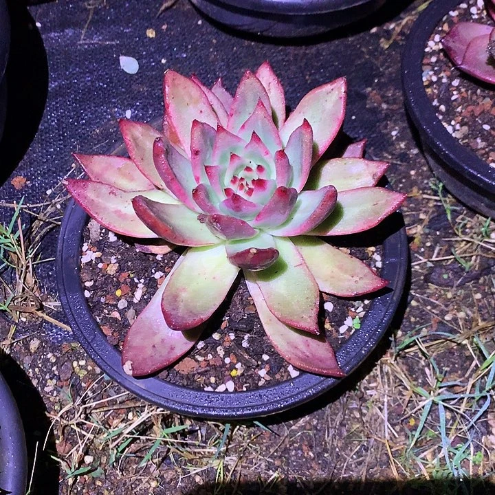 有伤特价美肉特价活动开始啦
