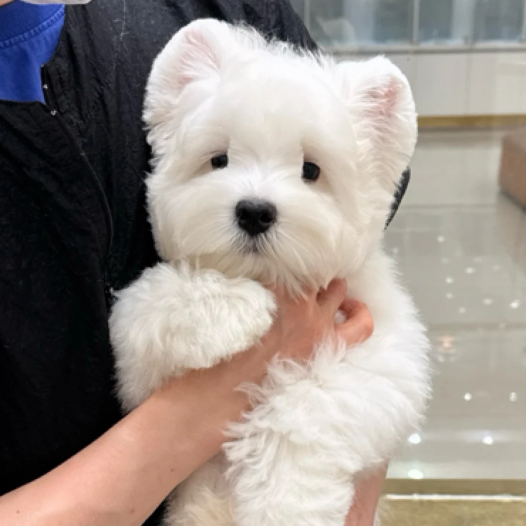 沪宠乐园西高地白梗软爆毛家庭饲养180天犬瘟细小终身咨询售后