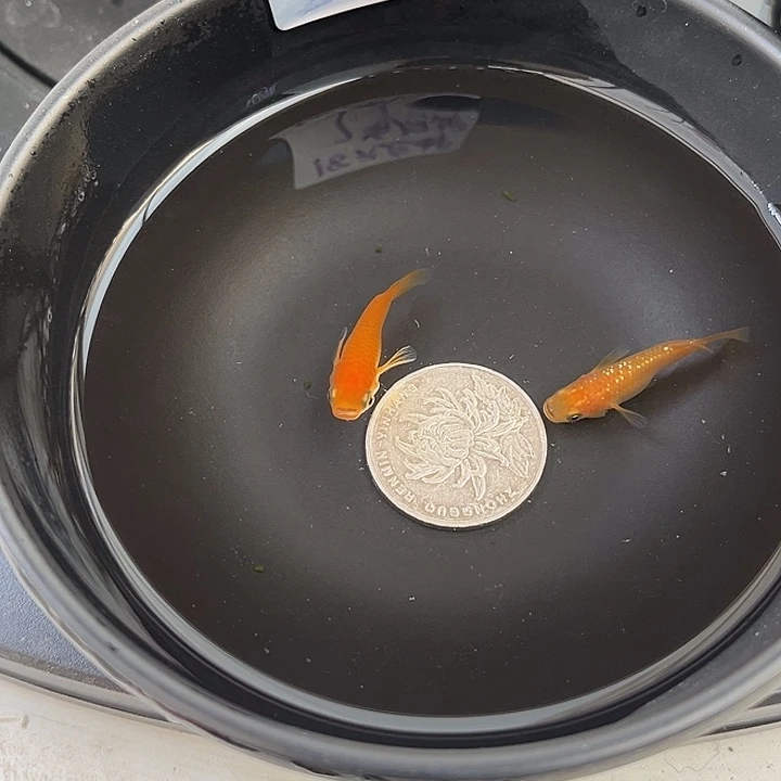 青鳉鱼短体2条27号