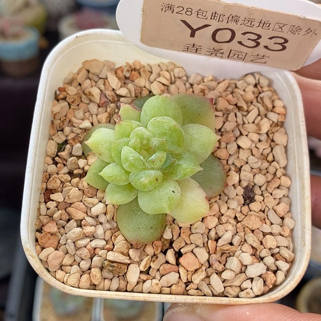0033 糖心石化 3.5cm