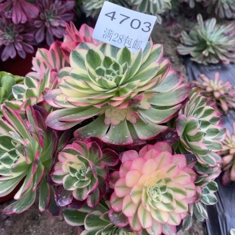 海王多肉多肉4703