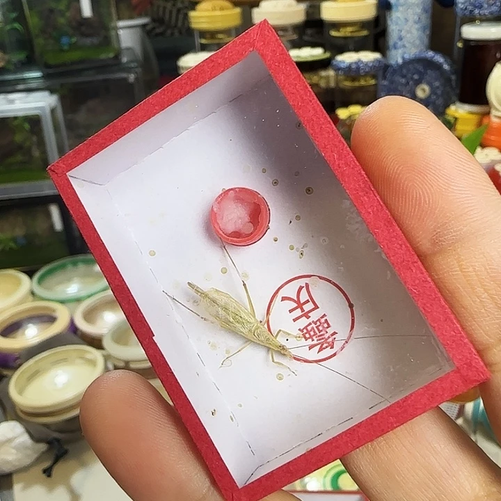 柬竹一只啊啊啊啊啊