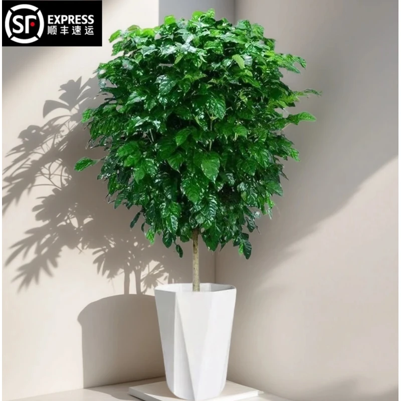 【顺丰包邮】1.4-1.6米棒棒糖单杆幸福树大型室内好养耐活净化空气