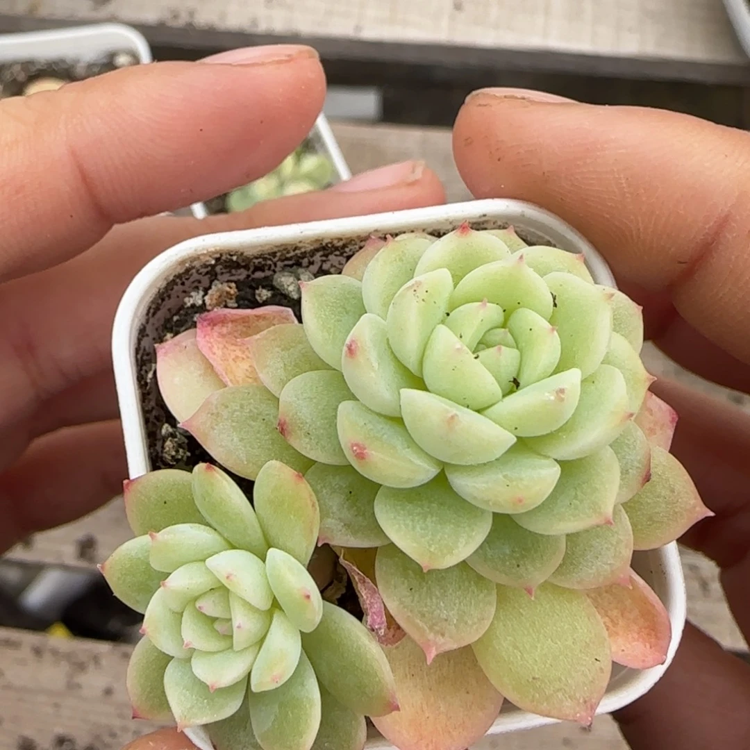 水果C 盆桌上一个满25包邮