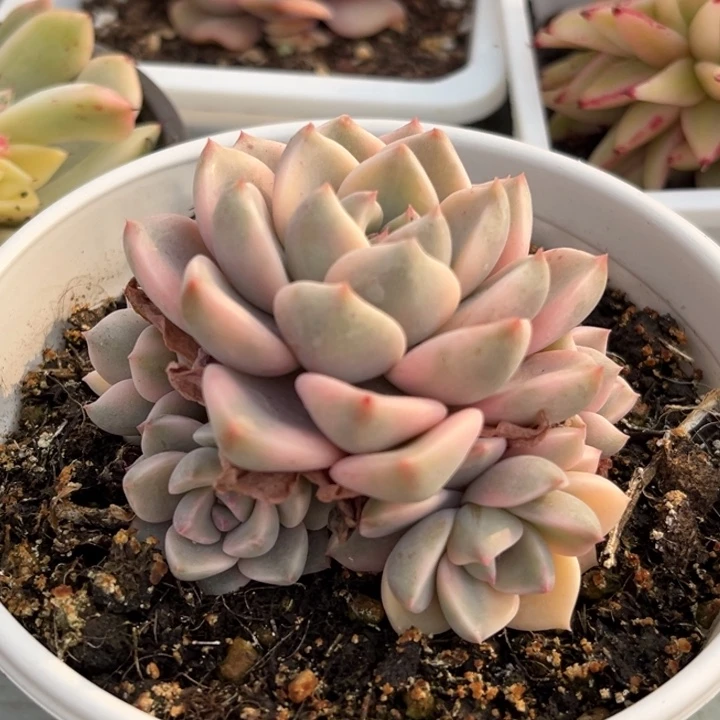 红粉佳人锦捧花群生