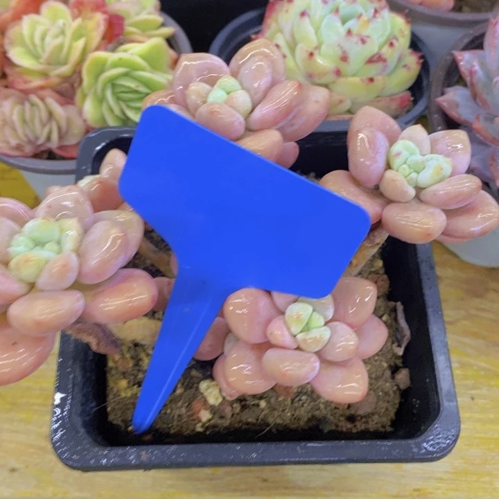 多肉植物，一物一拍直播间