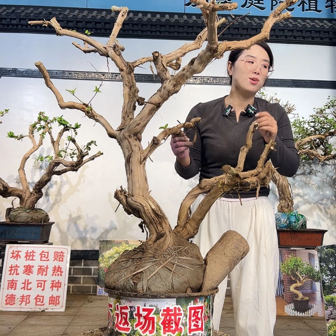 风***行完全开放金银花8888