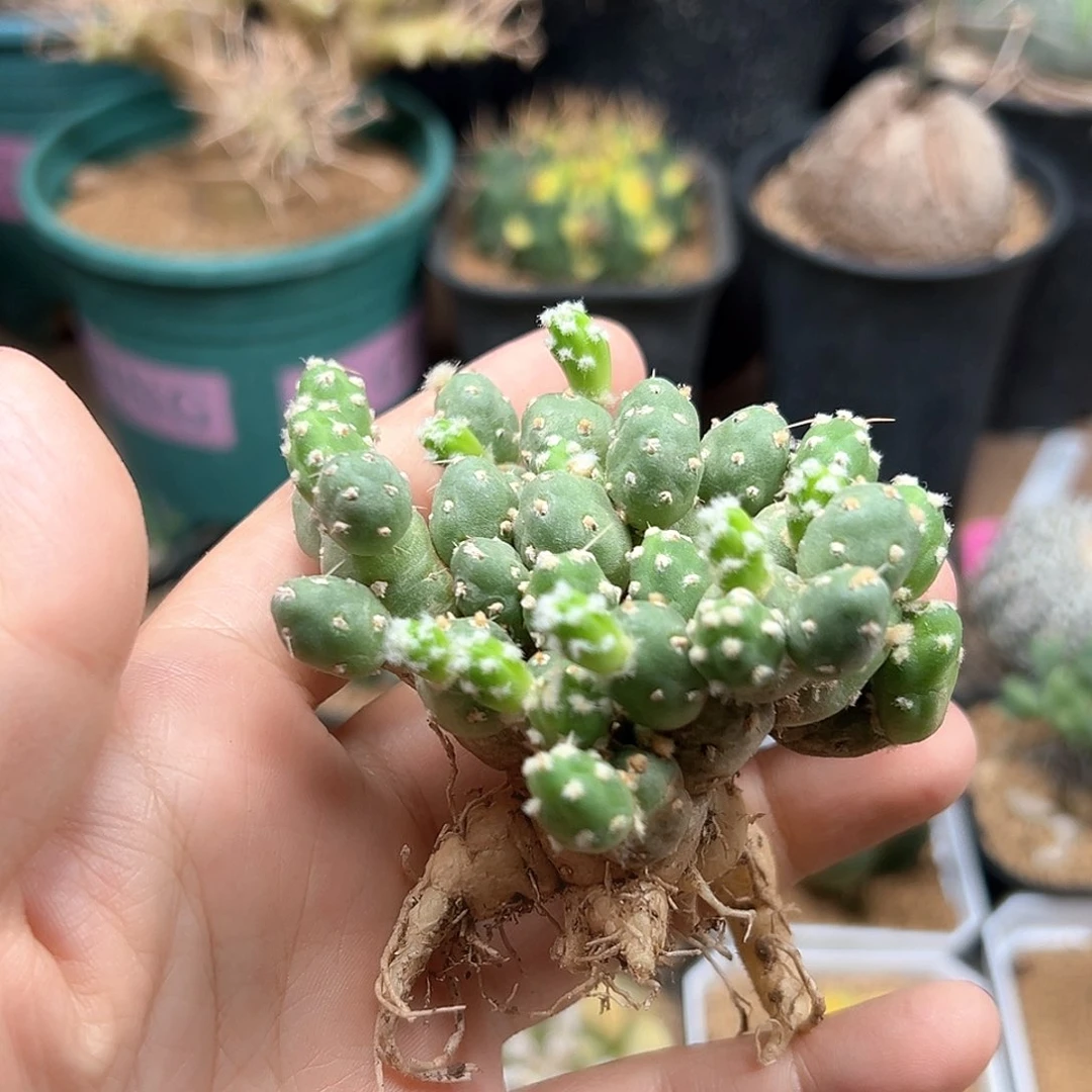 无花朵罗西安娜团扇一颗