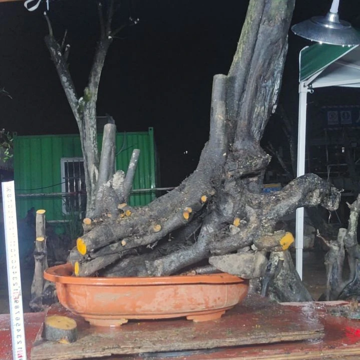 无花朵金弹子当前无花果