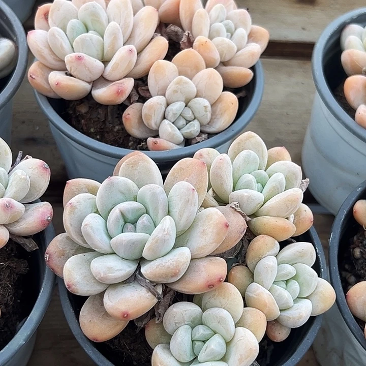 团093   多头  奶油美人