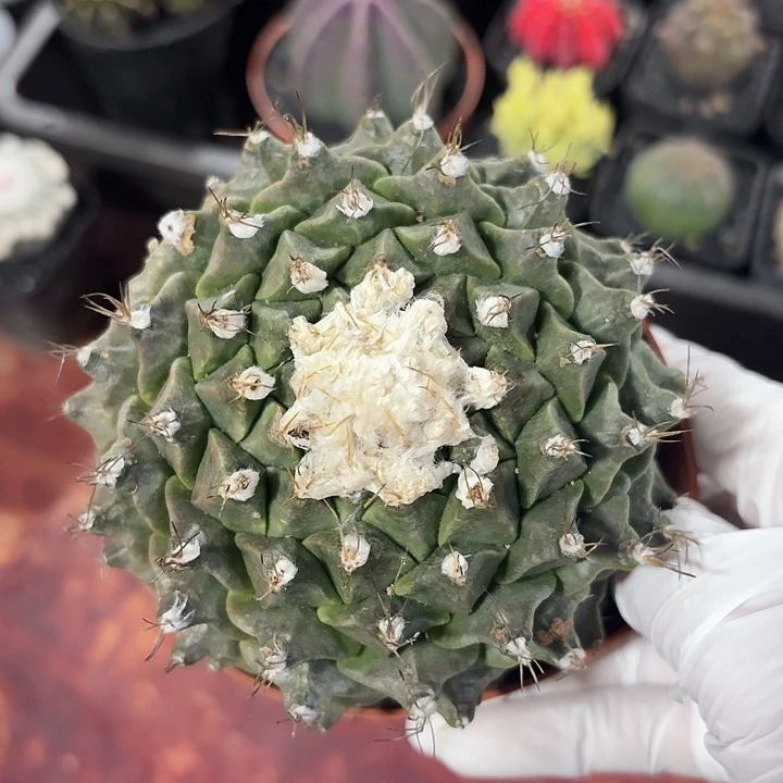 帝冠仙人球仙人球123