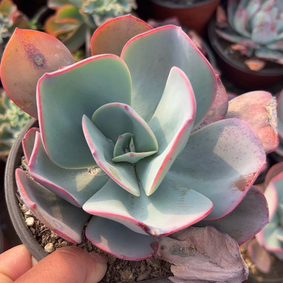 多肉植物布鲁克林蓝