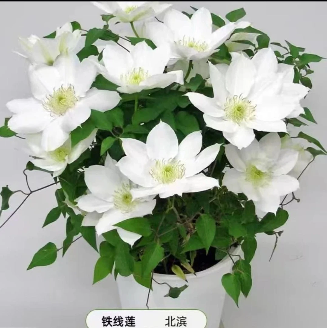 【新品北滨】铁线莲重瓣爬藤花苗攀援庭院花卉盆栽地栽观花植物室内