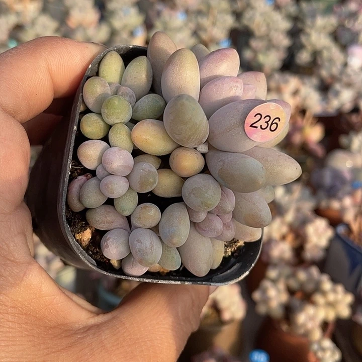 奶杂 脱土发货 6.5口盆