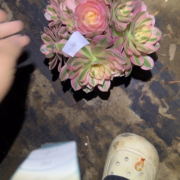 法师链接一物一拍78