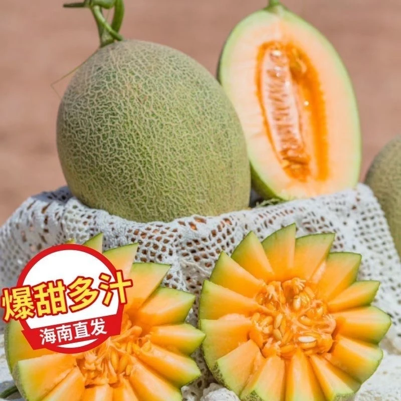海南沙地哈密瓜头茬小密瓜香甜多汁一藤一瓜新鲜水果
