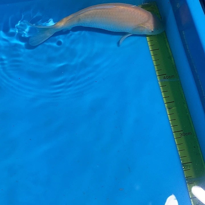 锦鲤纯种血统锦鲤鱼