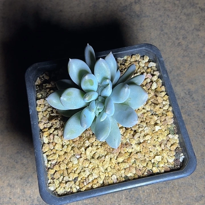 胖体哥特萝莉群生缀化