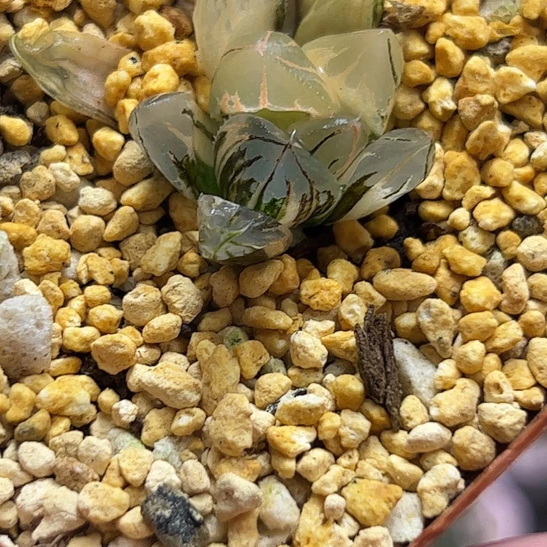 水晶锦十二卷多肉植物