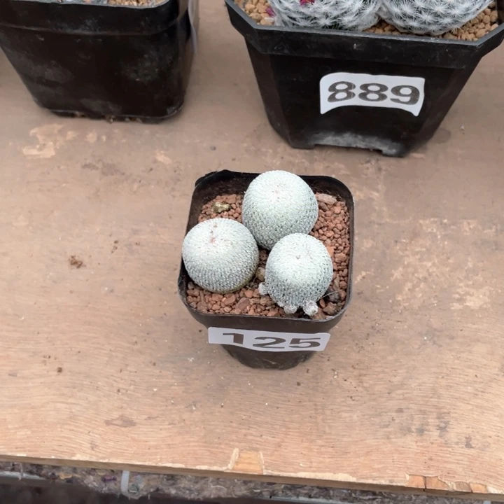 㣻**罖125月世界一盆仙人球